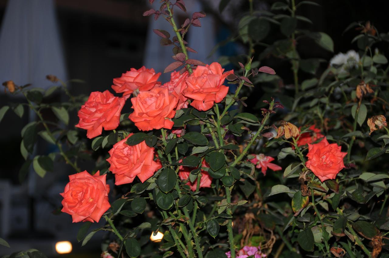 Vicky'S Garden Apartment กาลามากี ภายนอก รูปภาพ